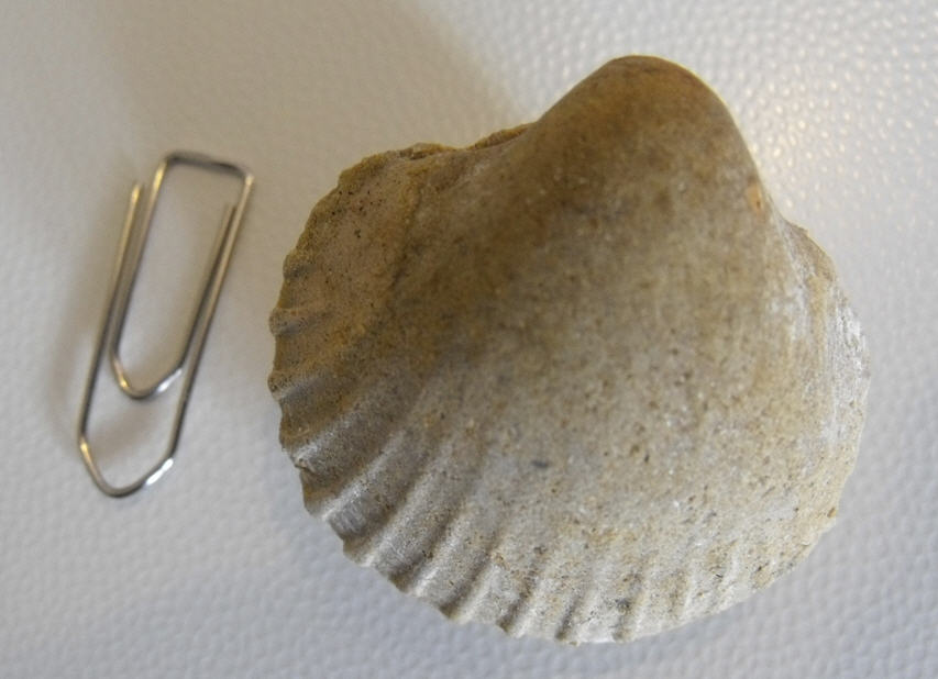 Identificazione Cardium